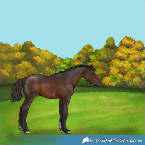 Horse Color:Liver Chestnut Sabino 