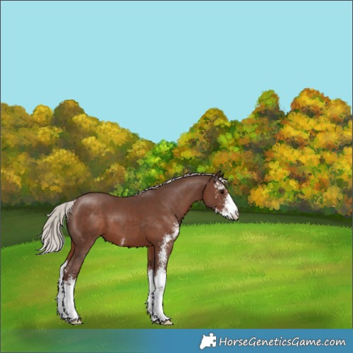Horse Color:Silver Black Sabino 