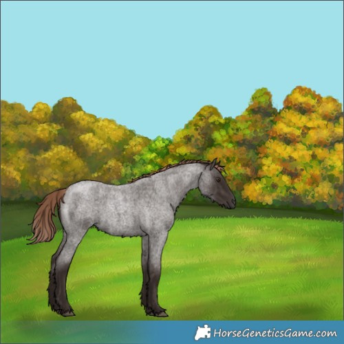 Horse Color:Liver Red Roan 