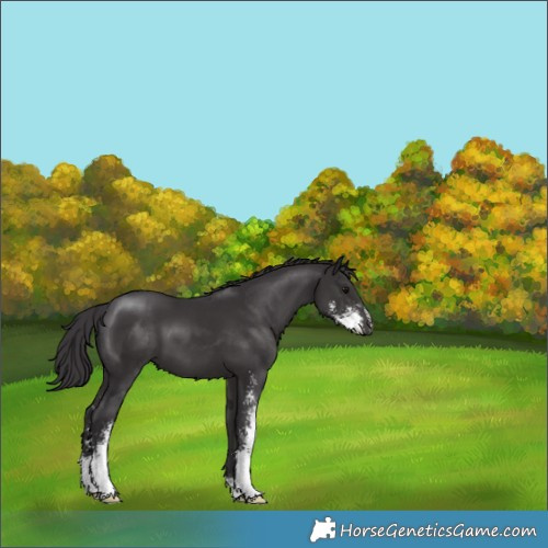 Horse Color:Smoky Black Sabino 