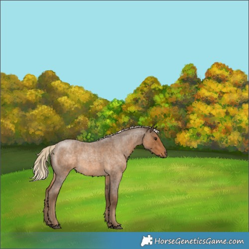Horse Color:Chocolate Palomino Roan 