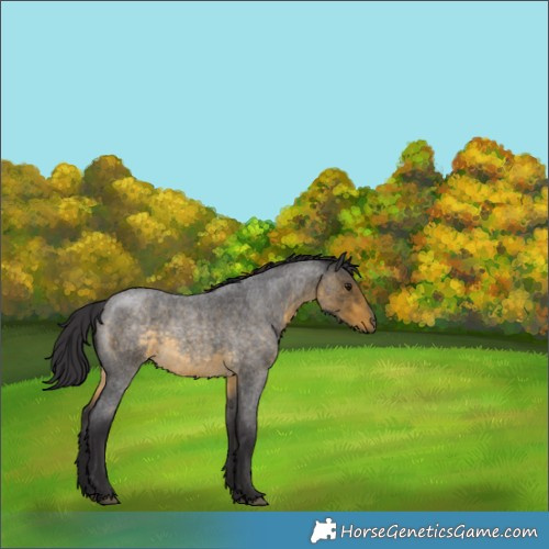 Horse Color:Buckskin Roan 