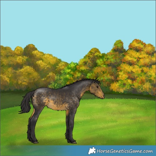 Horse Color:Buckskin 