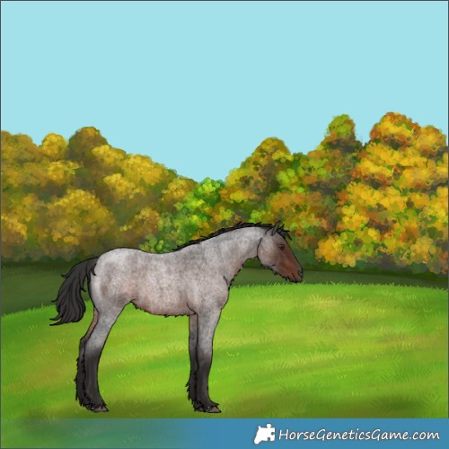 Horse Color:Liver Red Roan 