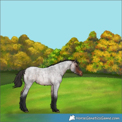 Horse Color:Brown Roan Appaloosa 