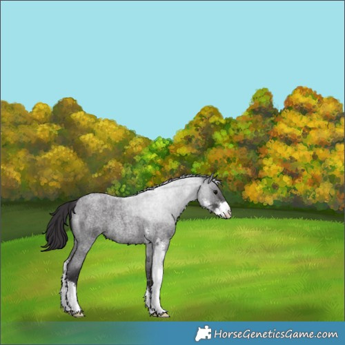 Horse Color:Smoky Blue Roan Sabino 