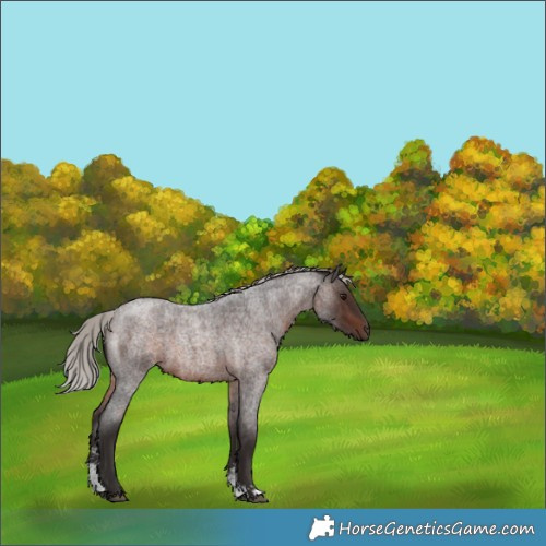 Horse Color:Silver Brown Roan Sabino 