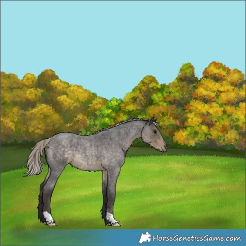 Horse Color:Silver Smoky Blue Roan 
