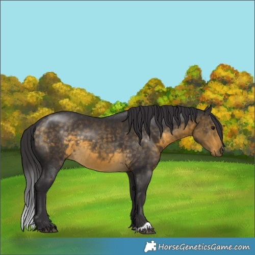 Horse Color:Buckskin 