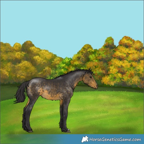 Horse Color:Buckskin 
