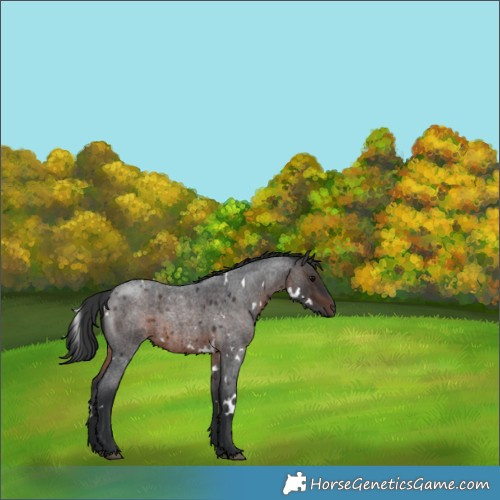 Horse Color:White Spotted Brown Roan 