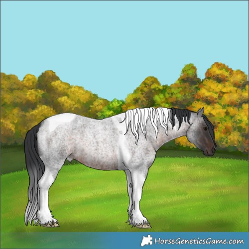 Horse Color:Brown Roan Tobiano 