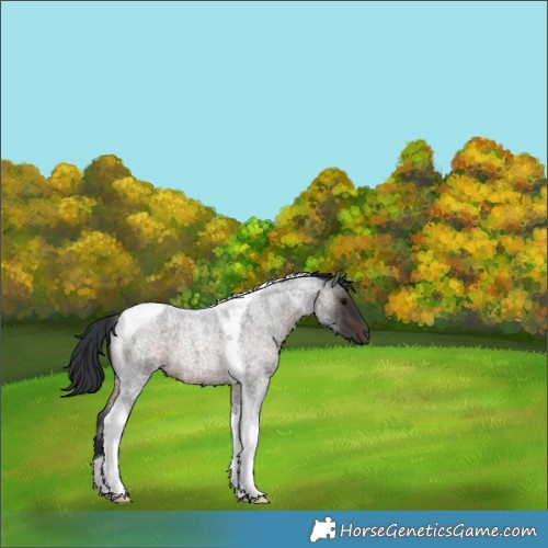 Horse Color:Brown Roan Tobiano 