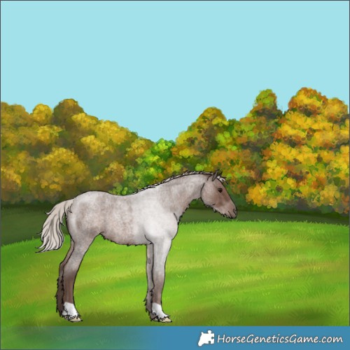 Horse Color:Silver Blue Roan 