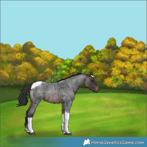 Horse Color:Brown Roan Tobiano Appaloosa