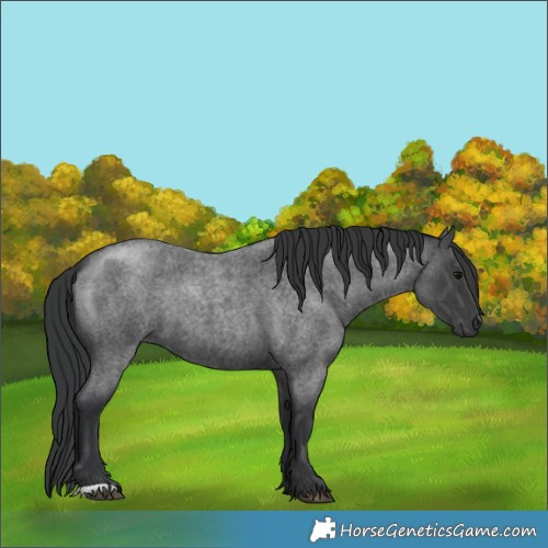 Horse Color:Blue Roan 