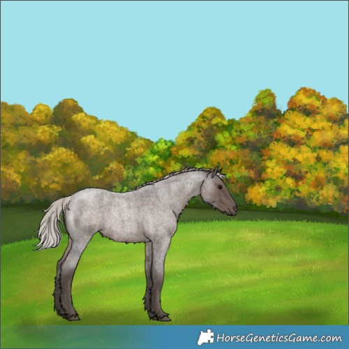 Horse Color:Silver Blue Roan