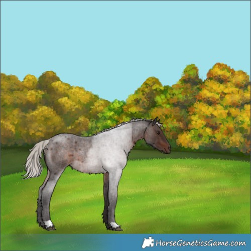 Horse Color:Silver Brown Roan 