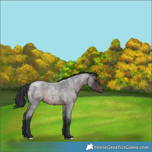Horse Color:Brown Roan