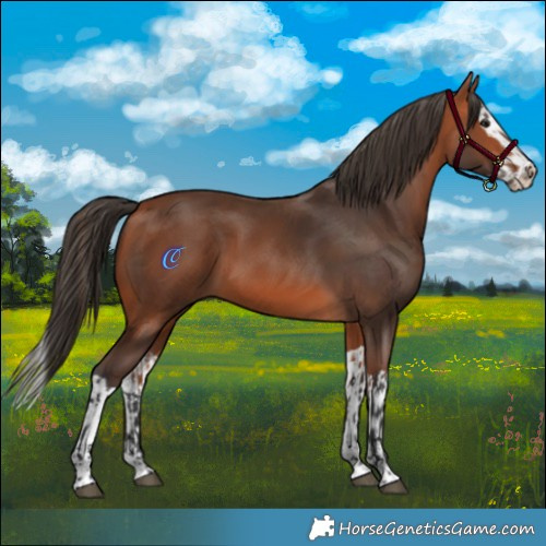 Horse Color:Bay  and Bay Splash 
