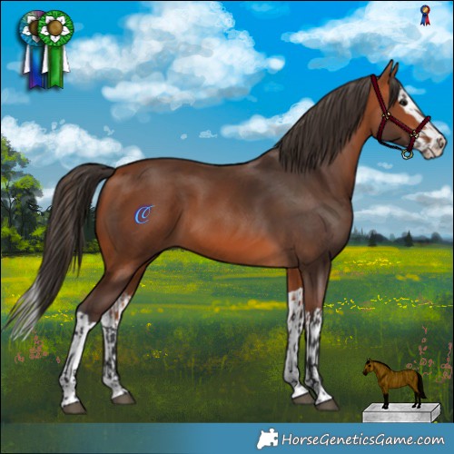 Horse Color:Bay  and Bay Splash 
