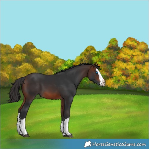 Horse Color:Brown Splash 