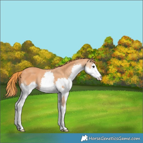 Horse Color:Chestnut Splash 