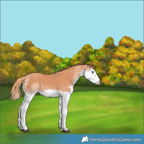 Horse Color:Chestnut Splash 