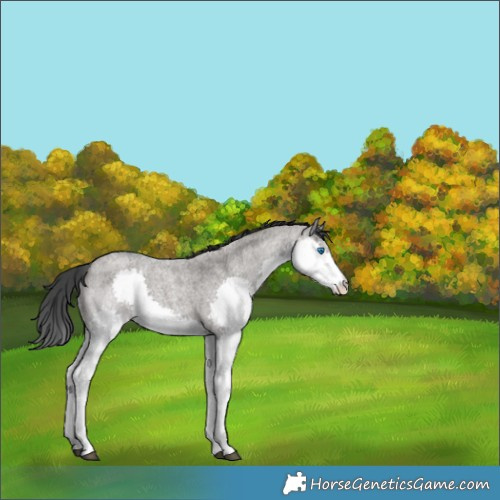 Horse Color:Grullo Roan Splash 