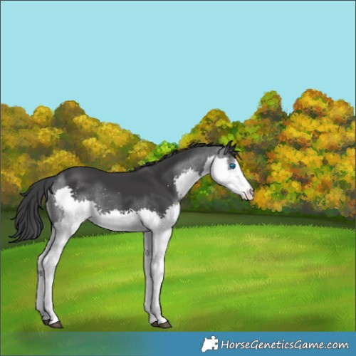 Horse Color:Black Splash