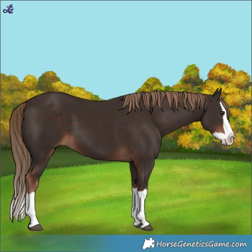Horse Color:Liver Chestnut Splash