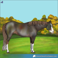Horse Color:Liver Chestnut Splash