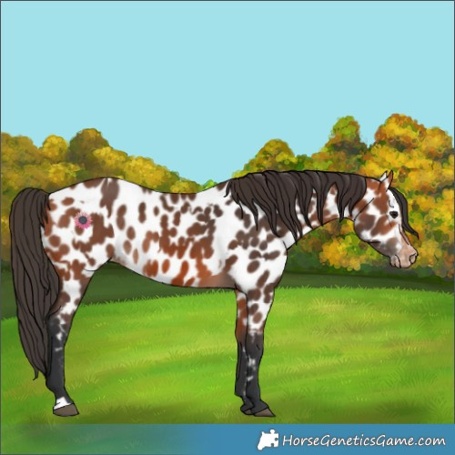 Horse Color:Bay Appaloosa and Bay Appaloosa Rabicano