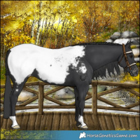 Horse Color:Black Snowcap 