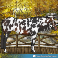 Horse Color:Brown Near Leopard 
