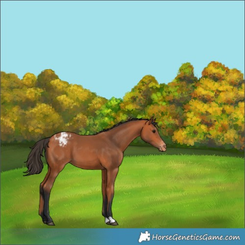 Horse Color:Bay Appaloosa