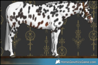 Horse Color:Brown Tobiano Leopard 