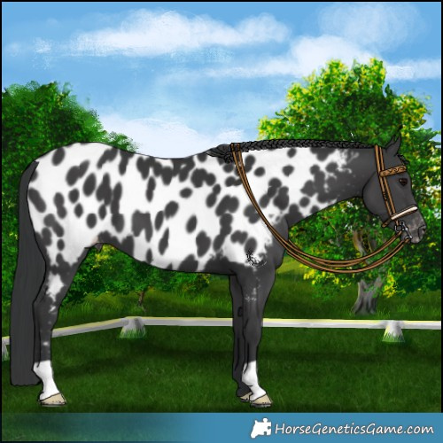 Horse Color:Black Near Leopard 
