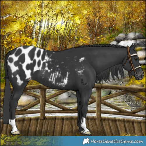 Horse Color:Black Appaloosa