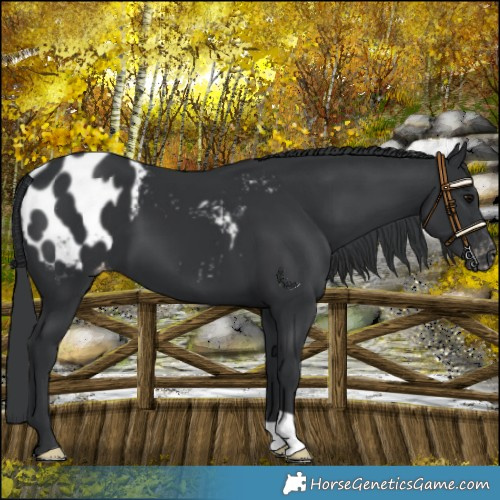 Horse Color:Black Appaloosa
