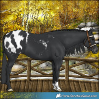 Horse Color:Black Blanket 