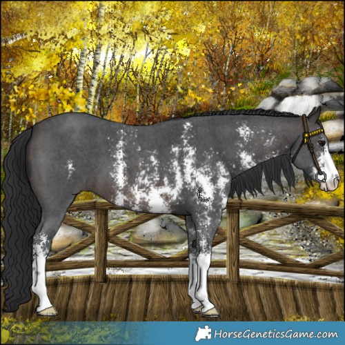 Horse Color:Brown Sabino 