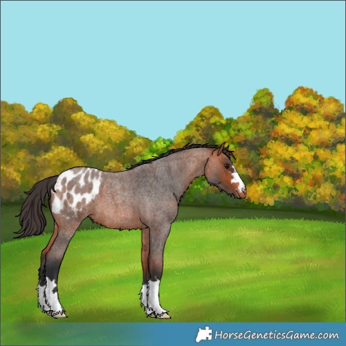 Horse Color:Bay Roan Appaloosa