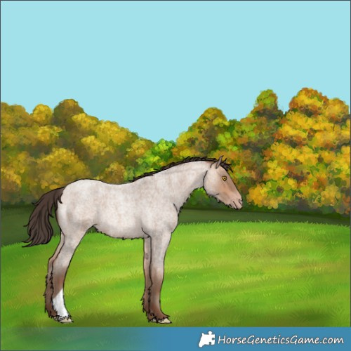 Horse Color:Amber Champagne Roan 