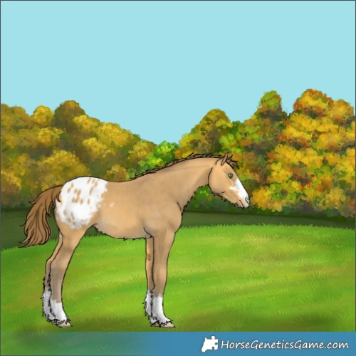 Horse Color:Amber Cream Champagne Varnish 