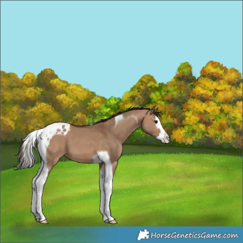 Horse Color:Bay Dun Splash Tobiano