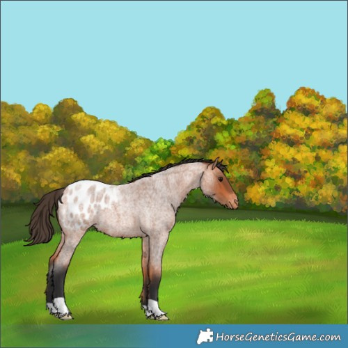 Horse Color:Bay Roan Appaloosa