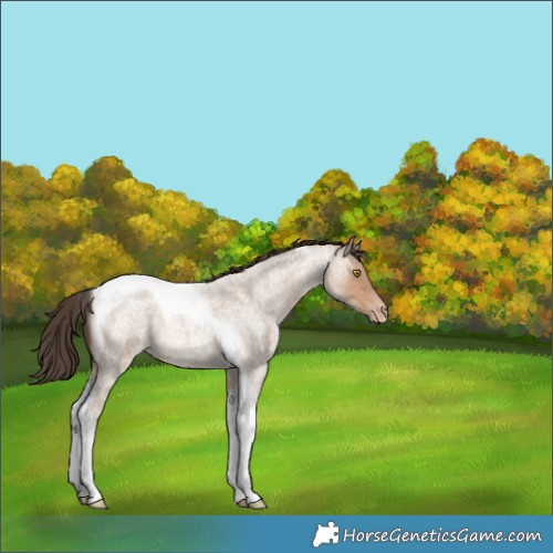 Horse Color:Amber Champagne Roan Tobiano