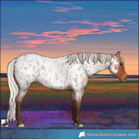Horse Color:Silver Bay Roan Blanket