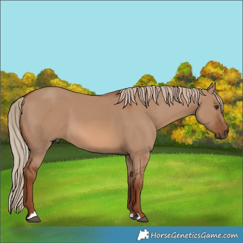 Horse Color:Red Dun 